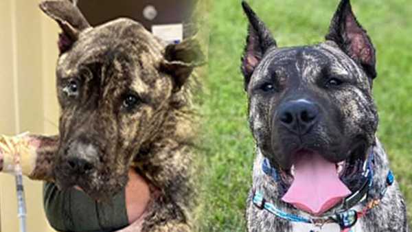Neglected dog Ethan capturing hearts while fighting for his life after  being found at Louisville shelter, News