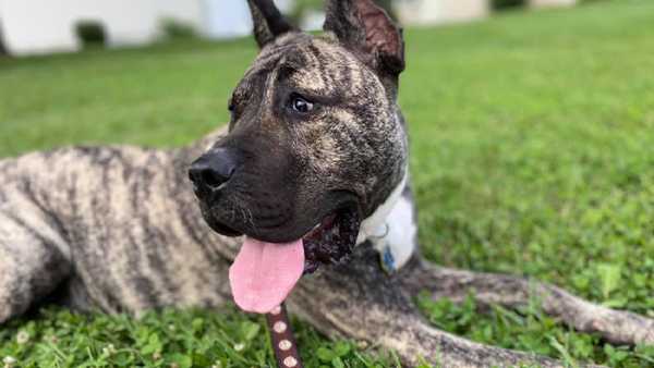 Brunch with Ethan the dog! Event at Waterfront Park partnering with Kentucky Humane Society - Vimarsana News