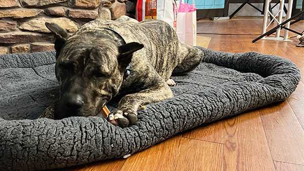 After inspiring community, Ethan the dog named 'Ambassador of Compassion' - Vimarsana News