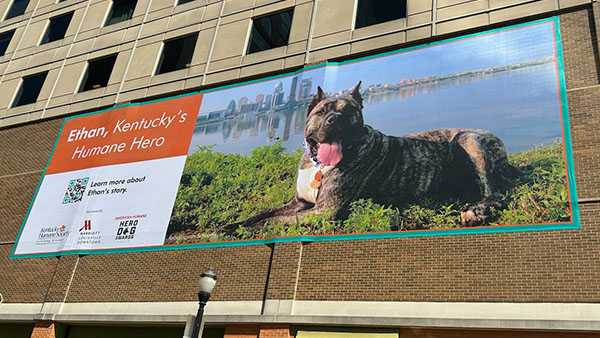 Ethan the dog banner going up in downtown Louisville