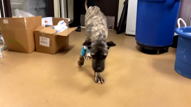 First steps! Ethan, abandoned dog at Kentucky Humane Society, learning to use legs again - Vimarsana News