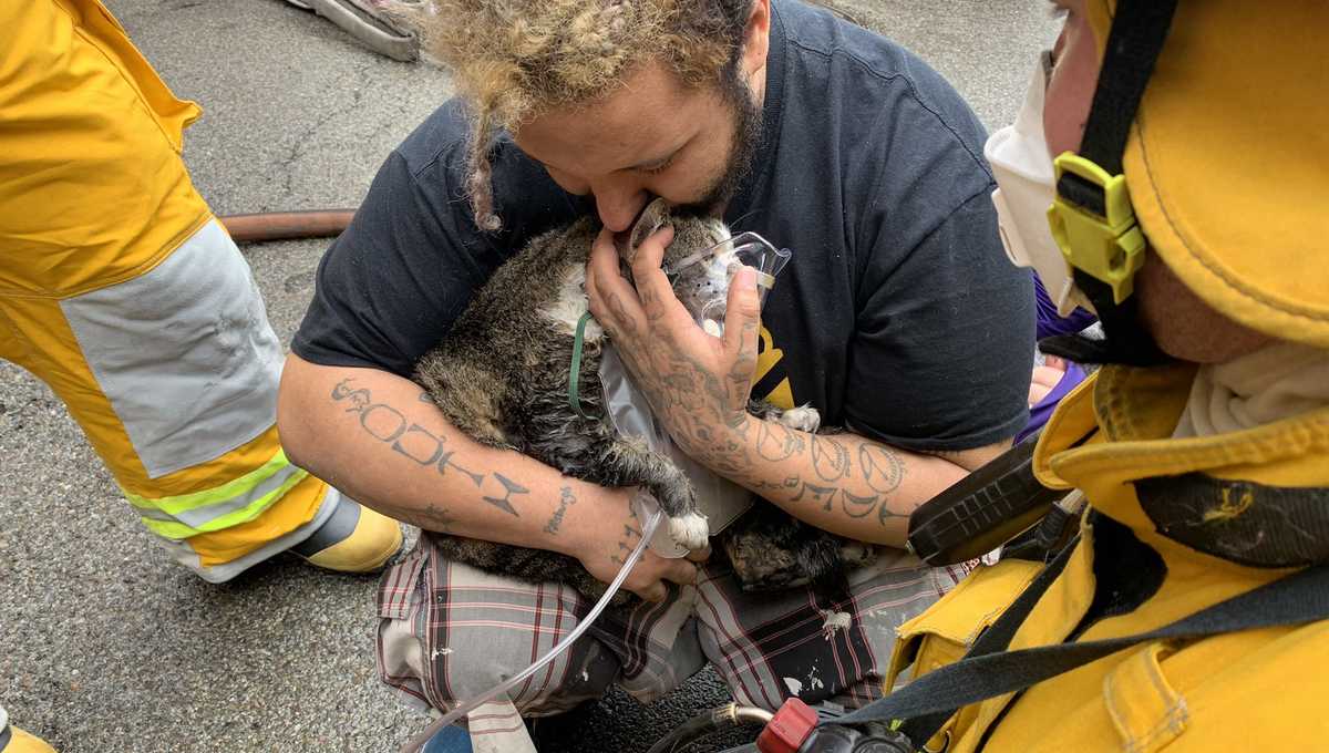 Seven people displaced after fire in Hazelwood, firefighters rescue dog ...