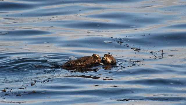 Santa Cruz's infamous Otter 841 seen with newborn pup - Vimarsana News