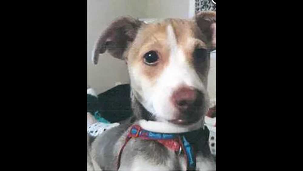 Man who set puppy on fire asks for lighter sentence, judge says