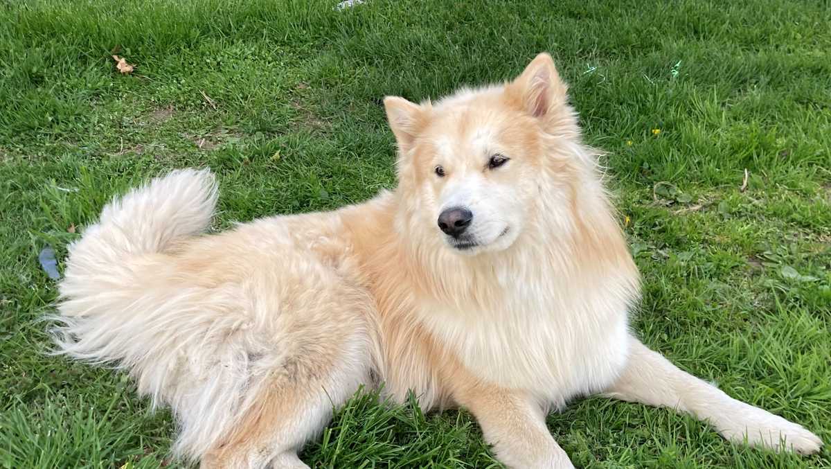 Game Wardens investigate after two dogs found, one with gunshot wound