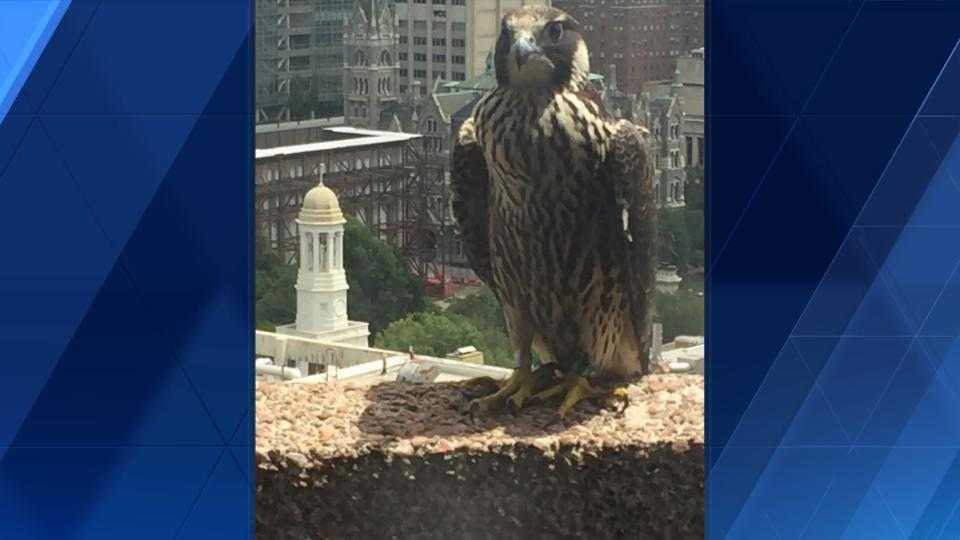 Follow her journey Baltimore falcon spotted atop building in Virginia
