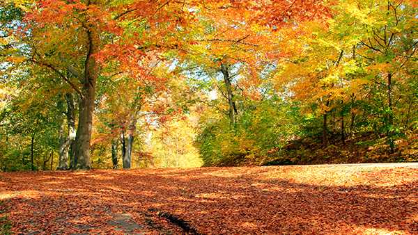 Here's when fall foliage is forecasted to peak around the Louisville area