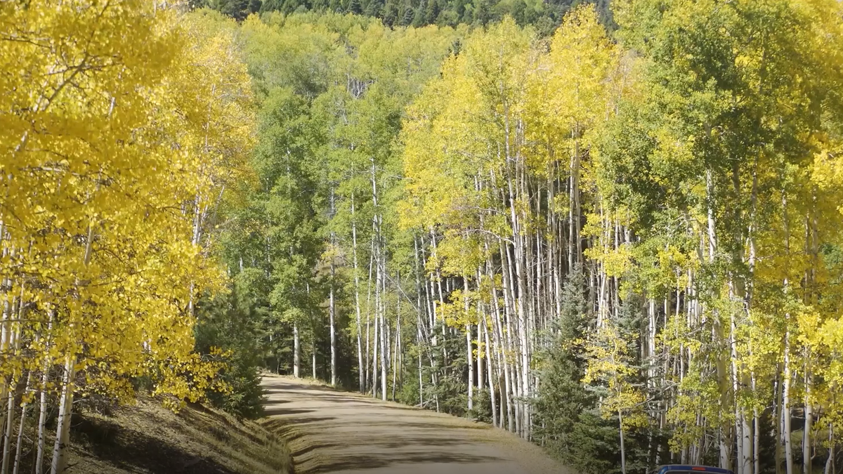 Fall foliage in Angel Fire