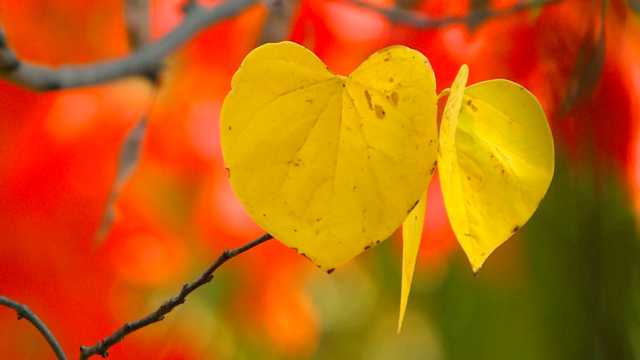 NBC5 Foliage Tracker 9-26-23 - Vimarsana News