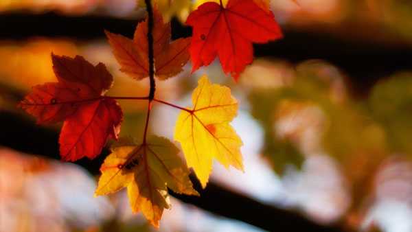 when will leaves change color in cincinnati