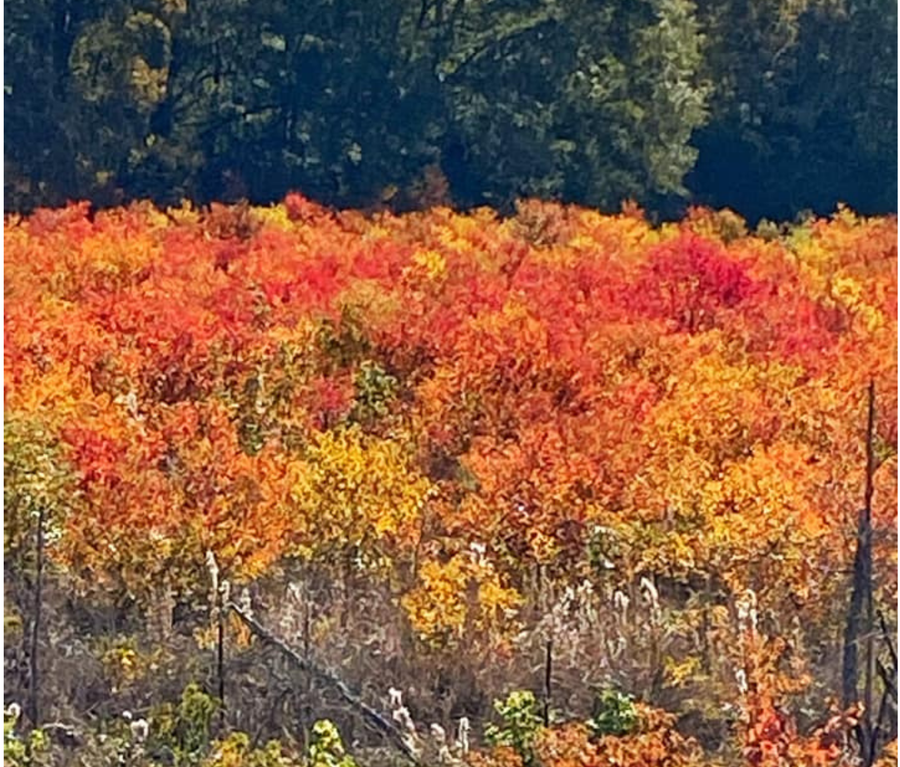 Check out these beautiful fall pictures around Mississippi