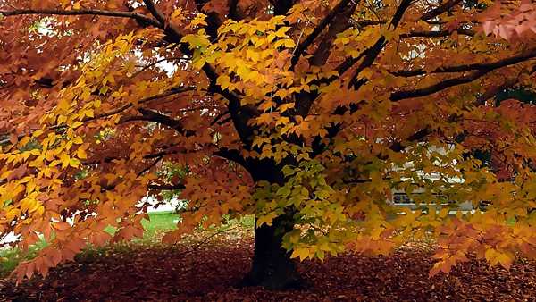 Fall colors gaining momentum, nearing peak in Cincinnati area