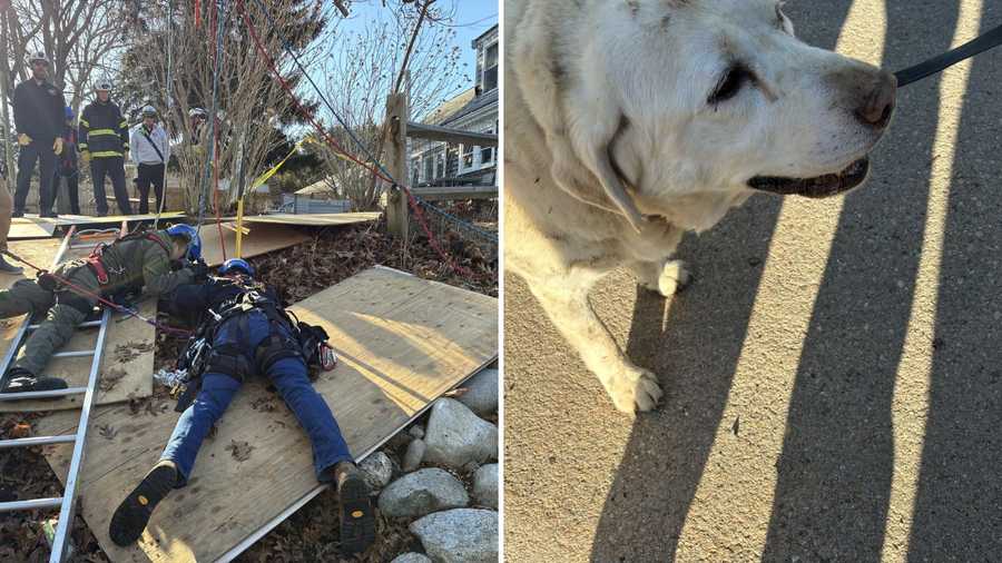 Falmouth dog rescue falmouth dog rescue