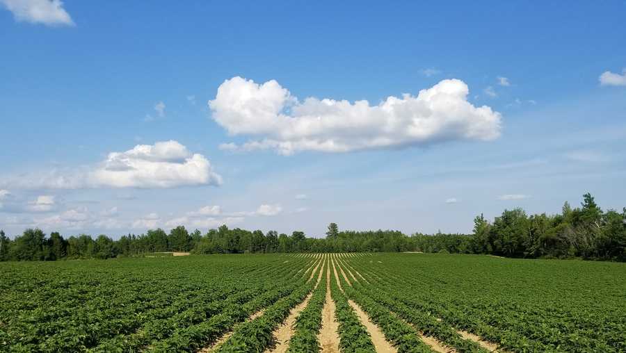 Beginner farmers in New Orleans eligible for free training