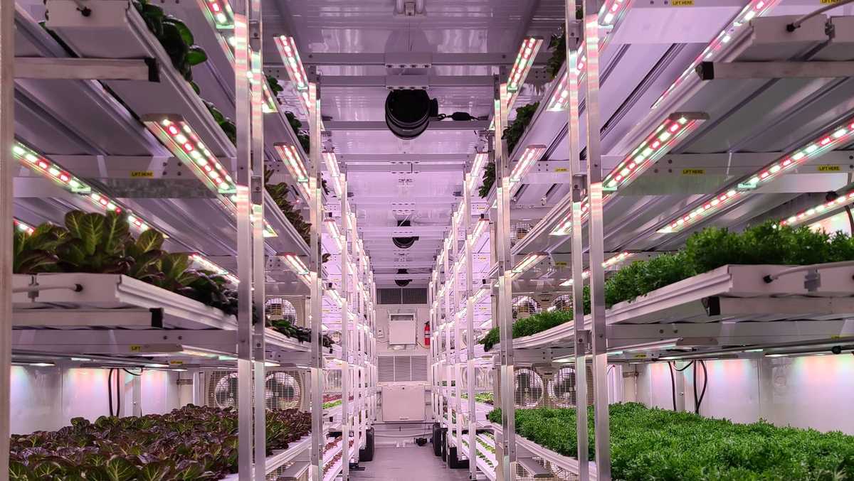 Better Fresh Farms leading hydroponic growth in Georgia