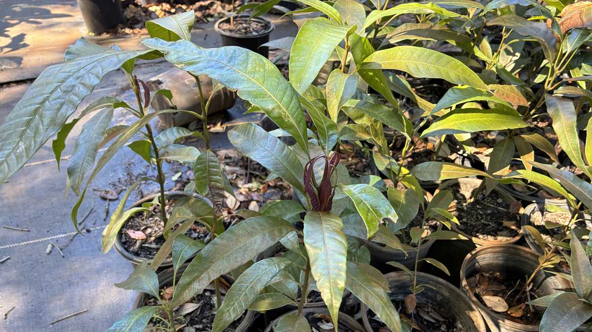 'It's still early': South Florida farmers assess crop damage after hard freeze