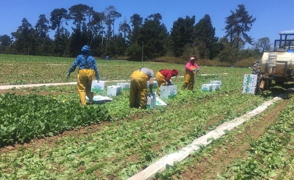 Monterey County releases safety advisories for local farmworkers