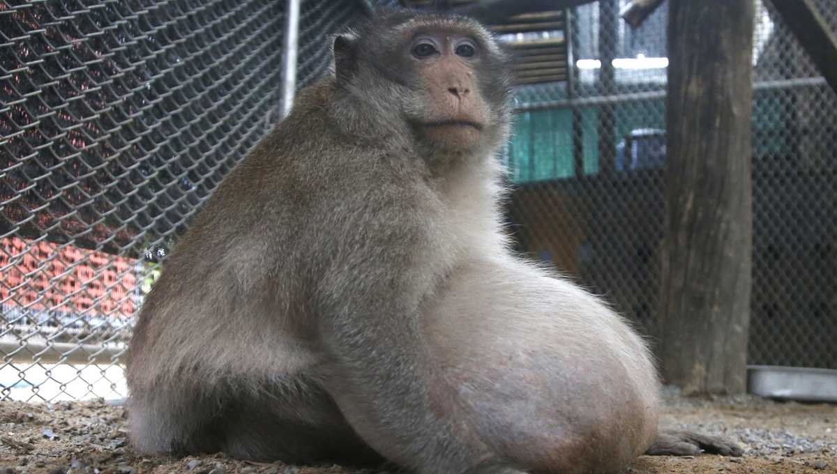 Authorities in Thailand put this morbidly obese monkey on a diet