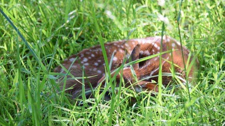 Kentucky wildlife officials remind public to leave young wildlife alone ...