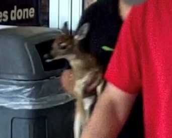 DNR confiscates animal after bringing it to Walmart