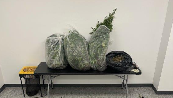 Iowa man arrested after 300 marijuana plants, 58 firearms seized