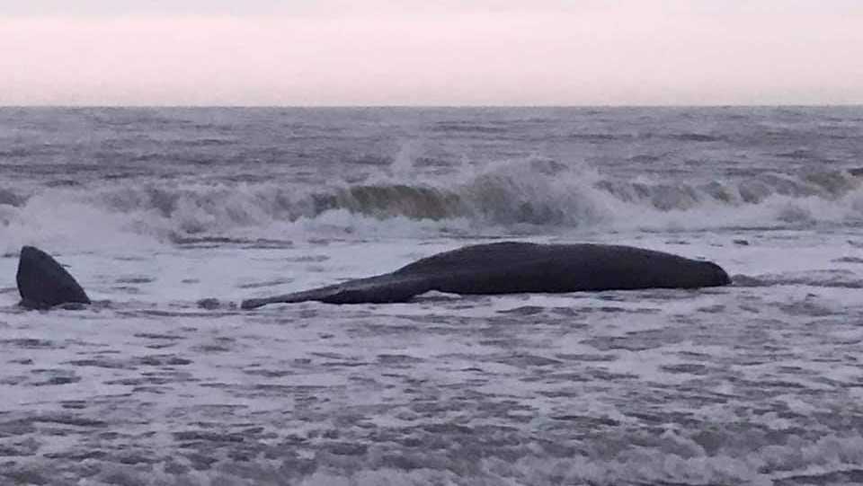 National Aquarium Whale stranded at Ocean City dies
