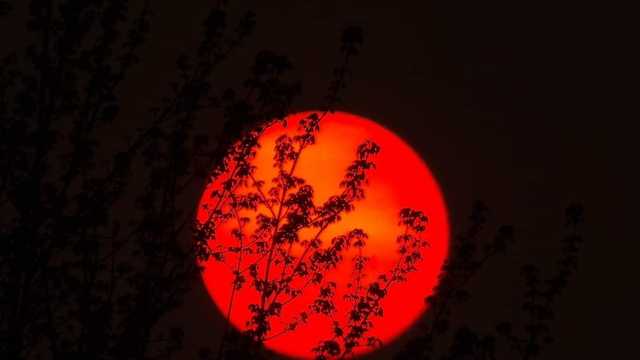 Wildfire smoke set to return: find out when - Vimarsana News
