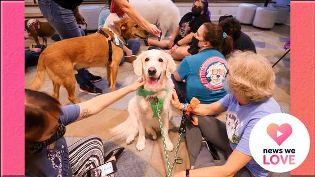 Winston-Salem Elite Canine's Comfort Dog team lends a paw - Vimarsana News