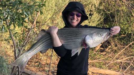 GIANT 48-Inch Striped Bass Caught on the Sacramento River - Active NorCal