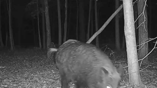 Camera in NH's Upper Valley captures apparent sight of feral hog - Vimarsana News