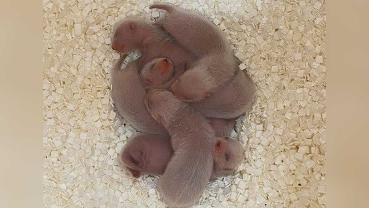 More zoo babies It's ferret kit season at the Louisville Zoo