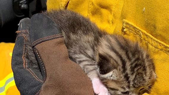 Car Rescue Training Turns Into Kitten Rescue For Templeton Firefighters 