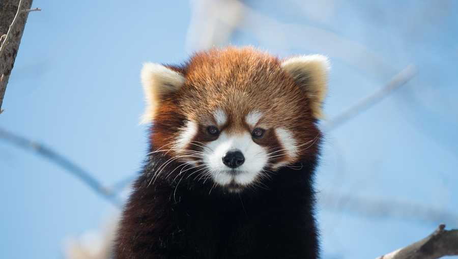 Ohio zoo mourns loss of red panda