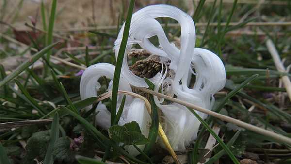 frost flower at iroquois park