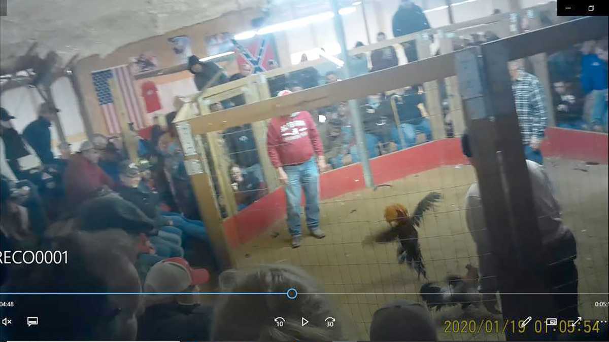 Federal officials catch 178 at illegal Georgia cockfight, seize 800