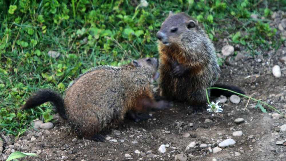 Woodchuck fight leads to bite, possible rabies exposure