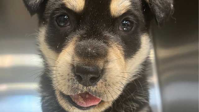 South Carolina: Puppy with 'untold story of pain' needs help - Vimarsana News