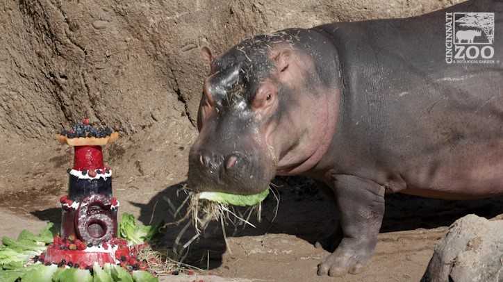 WATCH: Hippo named Fiona celebrates 6th birthday with cake - Vimarsana News