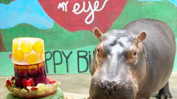 Fiona's birthday plans? A big cake full of her favorite foods - Vimarsana News
