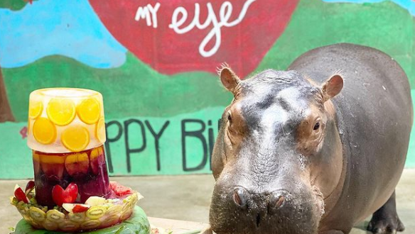 Cincinnati Zoo's beloved hippo Fiona celebrates 5th birthday - Vimarsana News