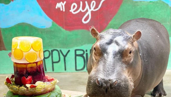 Fiona, beloved hippo at Cincinnati Zoo, celebrates 5th birthday - Vimarsana News