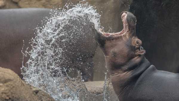 It's Fiona the hippo's birthday week: How to celebrate - Vimarsana News