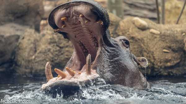 Does Fiona already have a future mate in Hippo Cove? Zookeepers breakdown plans - Vimarsana News