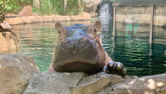 are dogs allowed at the cincinnati zoo