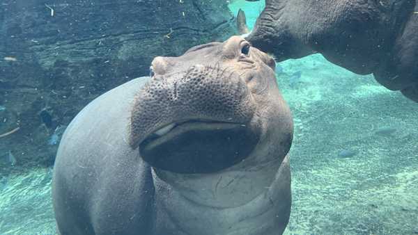 Fiona is the covergirl for Cincinnati Zoo's 2021 calendar