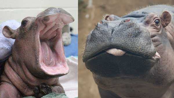 50 photos to celebrate Fiona the hippo's 5th birthday - Vimarsana News