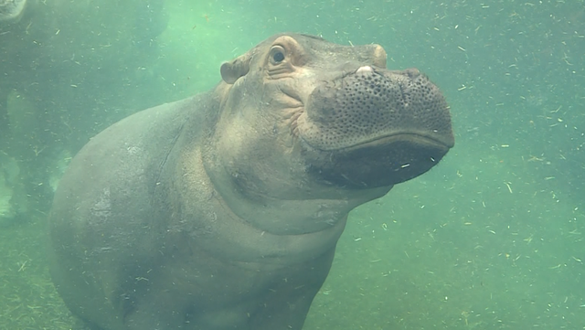 Cincinnati Zoo offers free admission to military members on Fourth of July - Vimarsana News