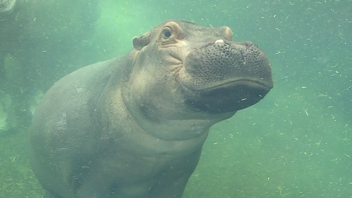 Cincinnati Zoo Fiona Bibi Tucker Pregnant Hippo Baby On The Way