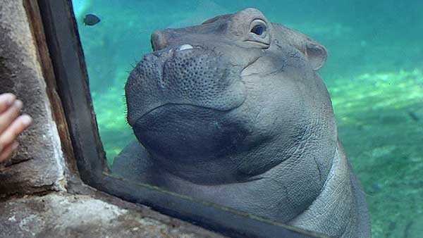 Gassy Gassy Hippo Fiona S Underwater Toot Has Internet Smiling Gassy Gassy Hippo Fiona S Underwater Toot Has Internet Smiling