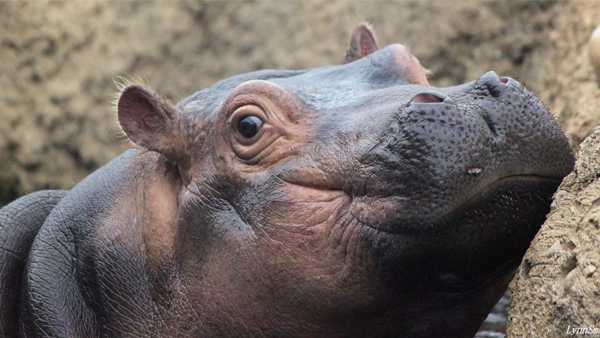 Ring in the new year with Cincinnati Zoo animal's virtual countdown - Vimarsana News